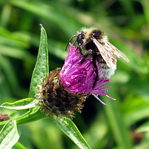 Picture of bee