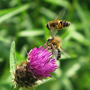 Picture of Hover flies