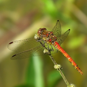 Picture of Dragonfly