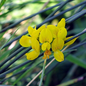 Picture of Greater birds foot trefoil