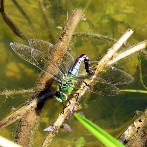 Picture of Dragonfly