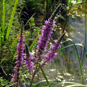 Picture of Purple Loosstrife
