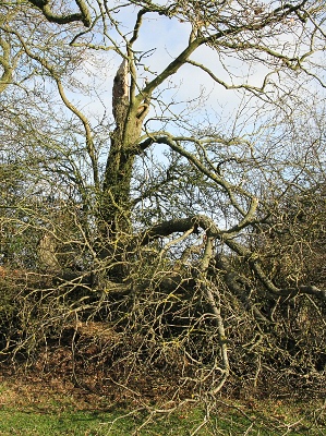 Picture of falen tree