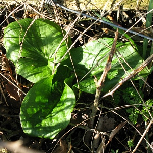 Picture of plant