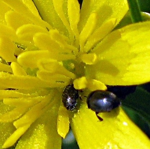 Picture of celendine with pollen Beatles