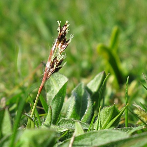 Picture of Field Woodrush
