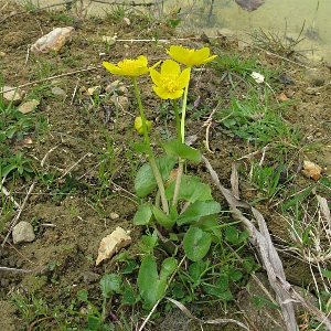 Picture of Marsh Buttercup