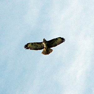 Picture of buzzard