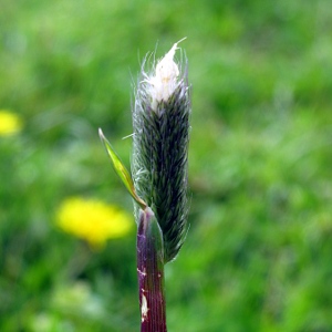 Picture of Grass