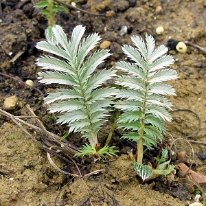 Picture of silverweed