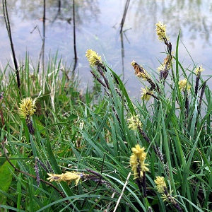 Picture of common rush