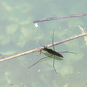 Picture of pond skater