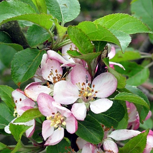 Picture of blossom