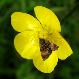 Picture of moth on buttercup