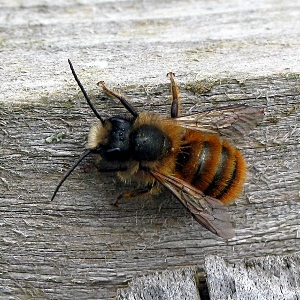 Picture of Red Mason Bee