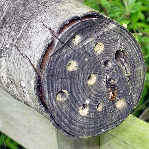 red mason bee on log