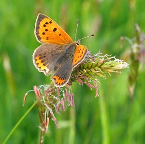 Picture of small copper butterfly