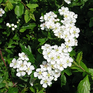 Picture of HAwthorn