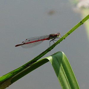 Picture of Large Red Damselfly