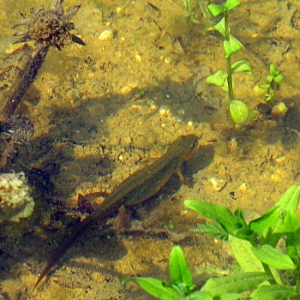 Picture of Common Newt  Mike Draycott