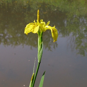 Picture of flag Iris