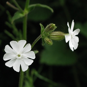 Picture of bladder campion