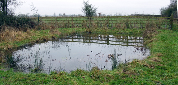 picture of pond