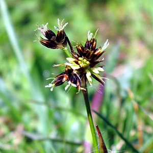 Picture of Field Woodrush