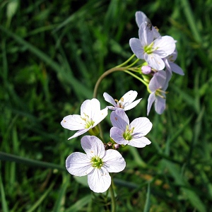 Picture of  Ladys Smock