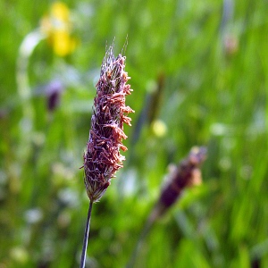 Picture of grass head