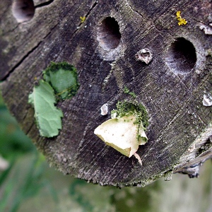 Picture of bee nest holes