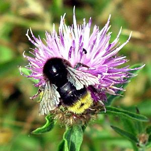 Picture of bee