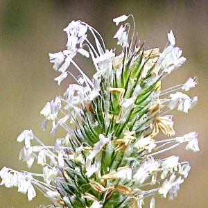 Picture of grass seed head