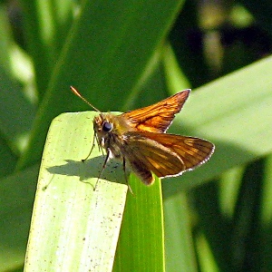 Picture of skipper butterfly