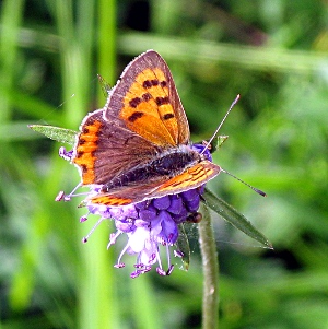 Picture of Small Copper Butterfly