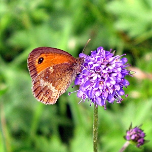 Picture of Gatekeeper Butterfly