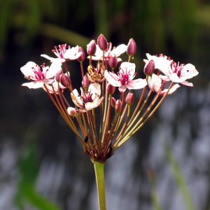 Picture of Flowering Rush