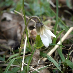 Picture of White Violet