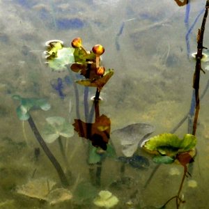 Picture of  pond plant