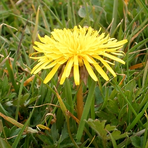 Picture of Dandelion