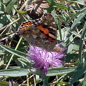 Picture of painted Lady