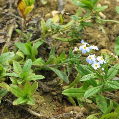 Picture of Water Forget-me-not Plant