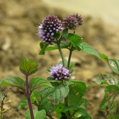 Picture of Water Mint Plant