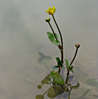 Picture of Marsh Marigold Plant