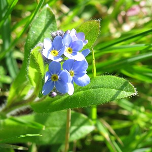 Water forget me not