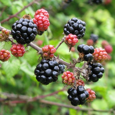 Photo of Blackberry fruits C Mike Draycott