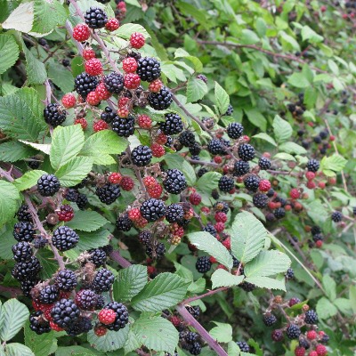Picture of Blackberry plant © Mike Draycott