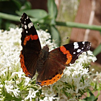 Red Admiral Butterfly in Stewkley Wildlife Reserve