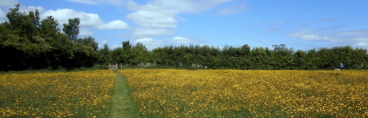 view of buttercups